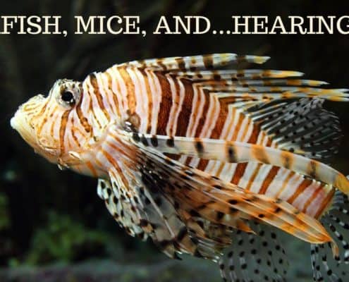 Bay Area Hearing Service - Zebrafish, Mice, and...Hearing Loss