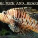 Bay Area Hearing Service - Zebrafish, Mice, and...Hearing Loss